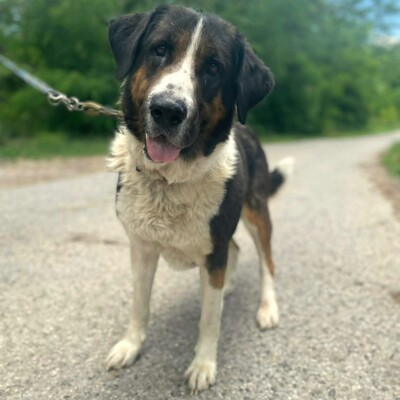 ❤️Mia Bernersennen Mischling ist sehr intelligent, läuft perfekt an der Leine und wäre auch für Anfänger gut geeignet😍