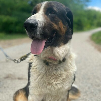 ❤️Mia Bernersennen Mischling ist sehr intelligent, läuft perfekt an der Leine und wäre auch für Anfänger gut geeignet😍, Bernersennen Mischling - Hündin