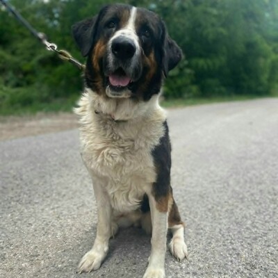 ❤️Mia Bernersennen Mischling ist sehr intelligent, läuft perfekt an der Leine und wäre auch für Anfänger gut geeignet😍, Bernersennen Mischling - Hündin
