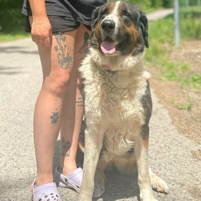 ❤️Mia Bernersennen Mischling ist sehr intelligent, läuft perfekt an der Leine und wäre auch für Anfänger gut geeignet😍, Bernersennen Mischling - Hündin