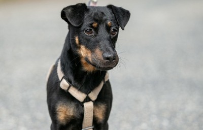 Mia - Fröhliche Mischlingsdame, ca. 1 Jahr, Mischling - Hündin