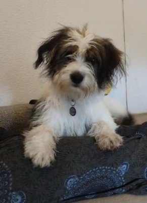 Mia, Mischling - Hündin