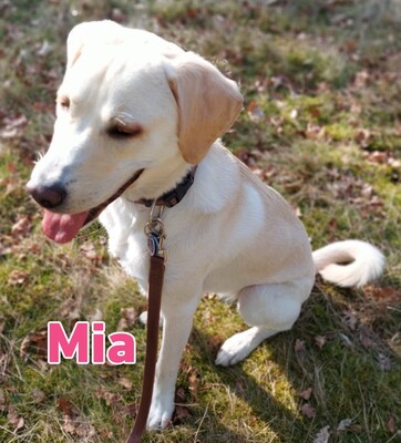 Mia, Mischling - Hündin