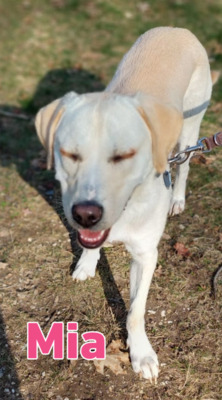 Mia, Mischling - Hündin