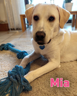 Mia, Mischling - Hündin
