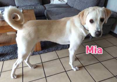 Mia, Mischling - Hündin