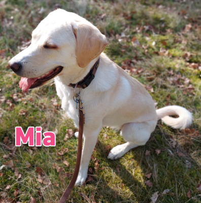 Mia, Mischling - Hündin