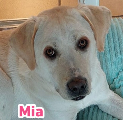 Mia, Mischling - Hündin