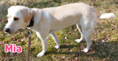 Mia, Mischling - Hündin