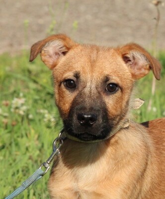 Mia, Mischling Welpen - Hündin