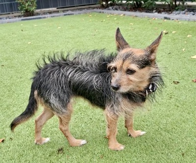 Mia, Mix - Hündin