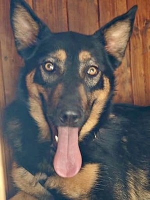 Mia, Schäferhund - Mix - Hündin