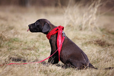 Mia, Spaniel?? Mischling Welpen - Hündin
