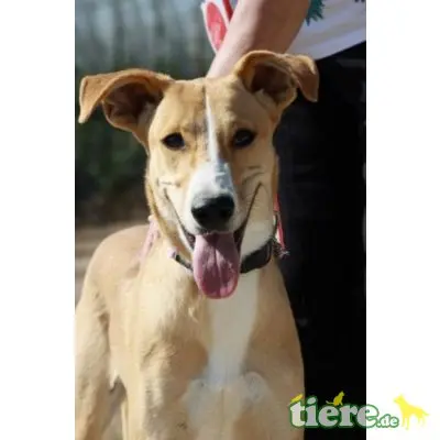 Miama, Galgo-Mix - Hündin