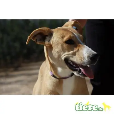 Miama, Galgo-Mix - Hündin