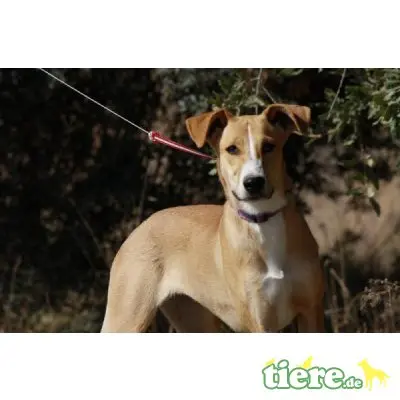 Miama, Galgo-Mix - Hündin