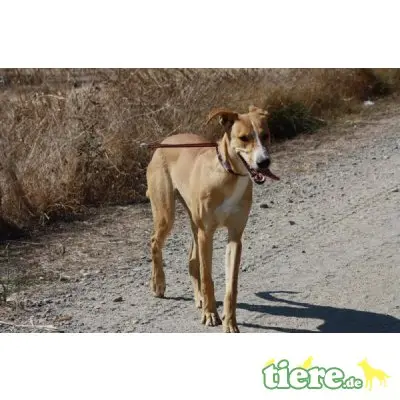Miama, Galgo-Mix - Hündin