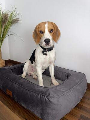 Mica, Beagle - Rüde
