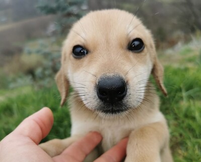 Mici, Welpen - Hündin