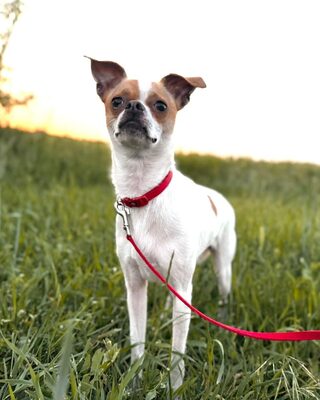 Mici super süße Chihuahua-Mix-Hündin, Chihuahua-Mischling - Hündin