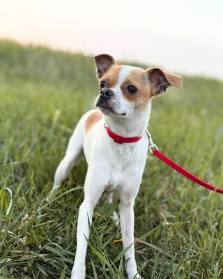 Mici super süße Chihuahua-Mix-Hündin, Chihuahua-Mischling - Hündin