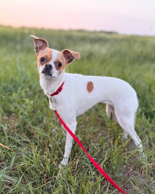 Mici super süße Chihuahua-Mix-Hündin, Chihuahua-Mischling - Hündin