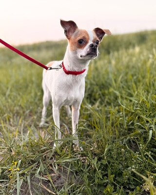 Mici super süße Chihuahua-Mix-Hündin, Chihuahua-Mischling - Hündin