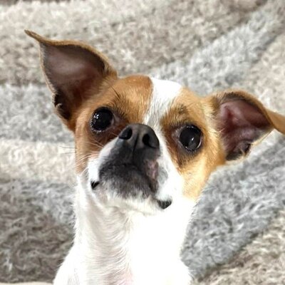 Mici super süße Chihuahua-Mix-Hündin