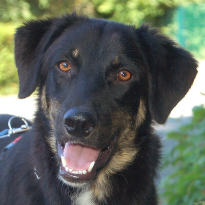 Mick, Mischling - Rüde