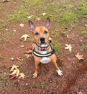 Mickey Labrador- Malinois Mix Rüde sucht sein Zuhause, Labrador- Malinois - Rüde