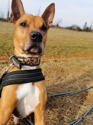 Mickey Labrador- Malinois Mix Rüde sucht sein Zuhause, Labrador- Malinois - Rüde