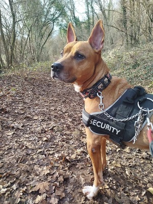 Mickey Labrador- Malinois Mix Rüde sucht sein Zuhause, Labrador- Malinois - Rüde