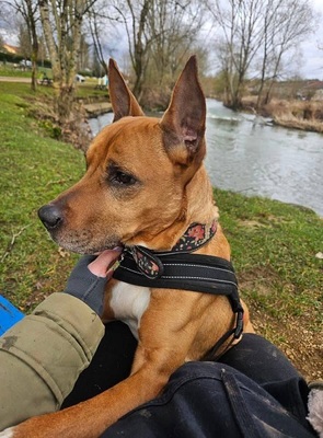 Mickey Labrador- Malinois Mix Rüde sucht sein Zuhause, Labrador- Malinois - Rüde