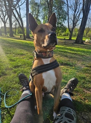 Mickey Labrador- Malinois Mix Rüde sucht sein Zuhause, Labrador- Malinois - Rüde