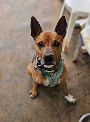 Mickey Labrador- Malinois Mix Rüde sucht sein Zuhause, Labrador- Malinois - Rüde