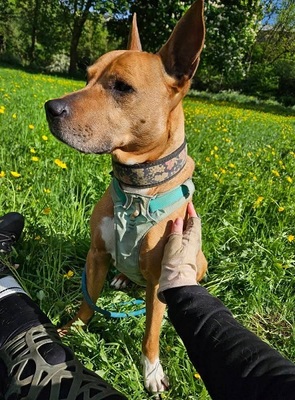 Mickey Labrador- Malinois Mix Rüde sucht sein Zuhause, Labrador- Malinois - Rüde