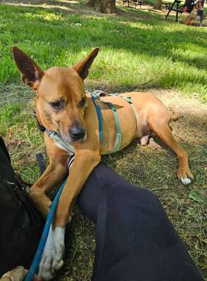 Mickey Labrador- Malinois Mix Rüde sucht sein Zuhause, Labrador- Malinois - Rüde