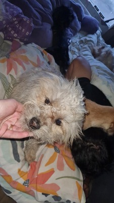 Micky unser kleines strubbeliges Zwergerl sucht sein Glück