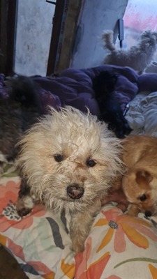 Micky unser kleines strubbeliges Zwergerl sucht sein Glück, Mischling - Rüde