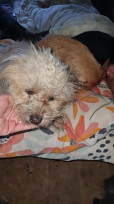 Micky unser kleines strubbeliges Zwergerl sucht sein Glück, Mischling - Rüde