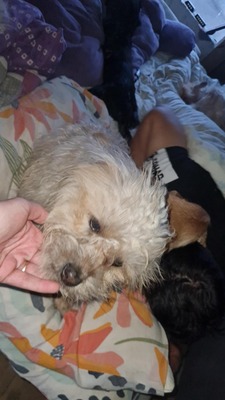 Micky unser kleines strubbeliges Zwergerl sucht sein Glück, Mischling - Rüde