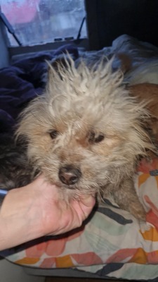 Micky unser kleines strubbeliges Zwergerl sucht sein Glück, Mischling - Rüde