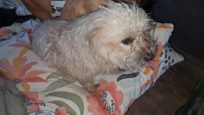 Micky unser kleines strubbeliges Zwergerl sucht sein Glück, Mischling - Rüde