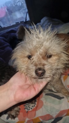 Micky unser kleines strubbeliges Zwergerl sucht sein Glück, Mischling - Rüde