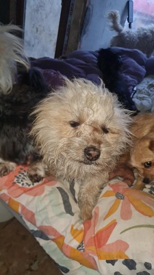 Micky unser kleines strubbeliges Zwergerl sucht sein Glück, Mischling - Rüde