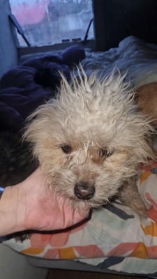 Micky unser kleines strubbeliges Zwergerl sucht sein Glück, Mischling - Rüde