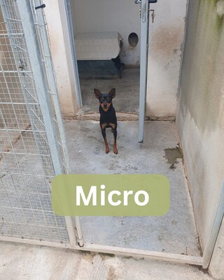 Micro