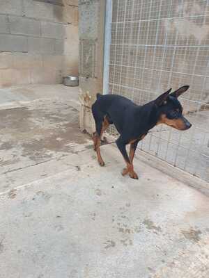 Micro, Pincher - Rüde