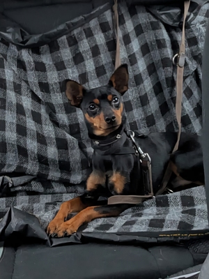 Micro, Pincher - Rüde