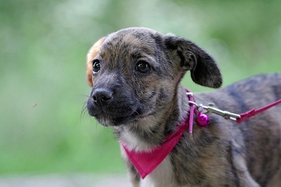 Mignon, Mischling Welpen - Hündin